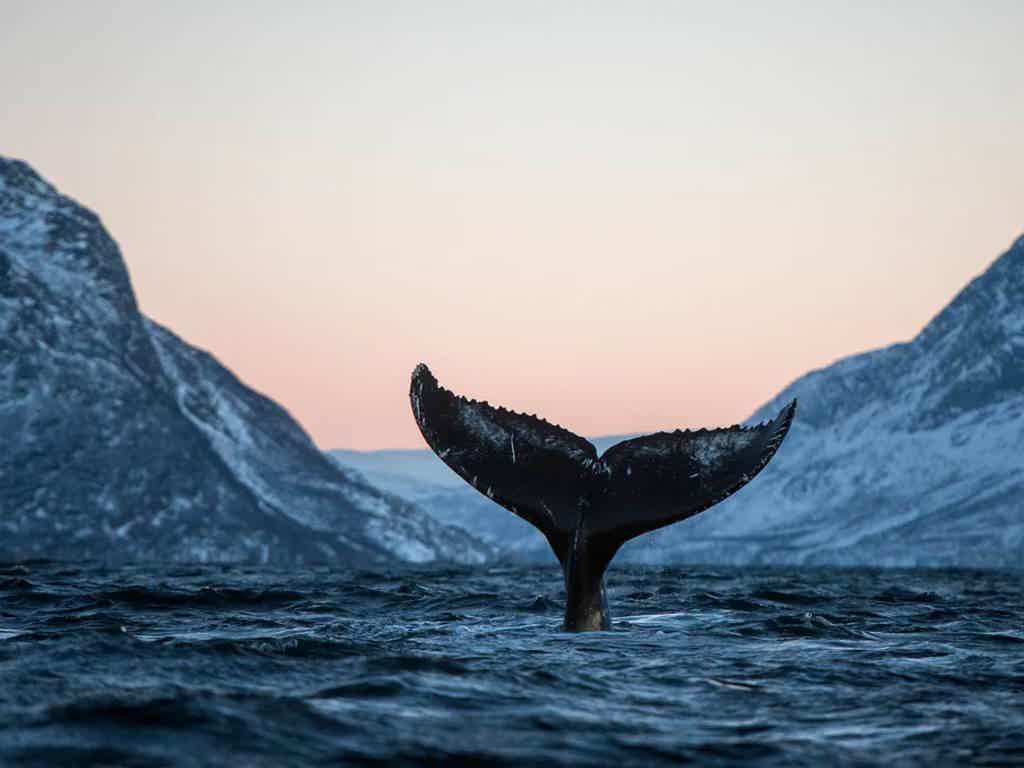 Село Териберка, киты.png