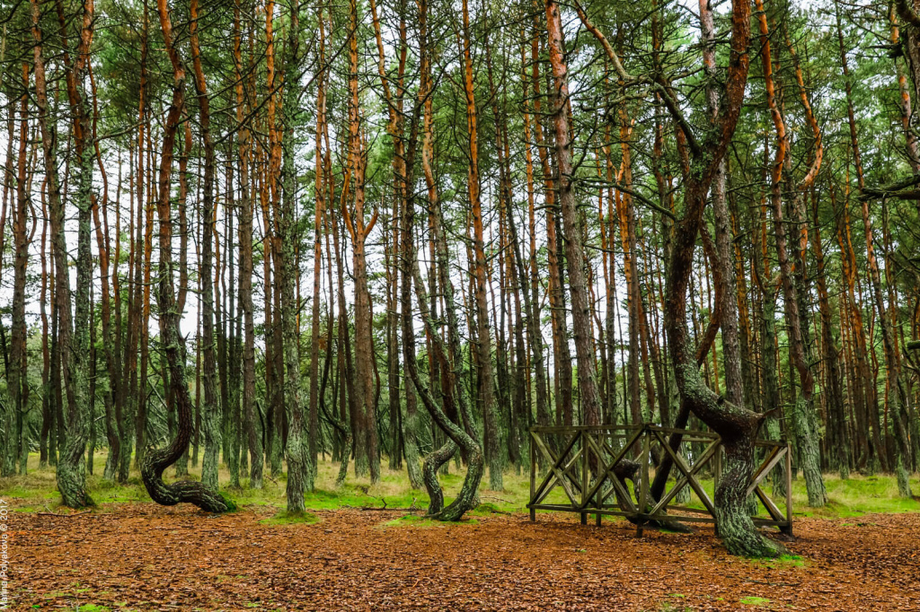 танцующий лес калининград.jpg