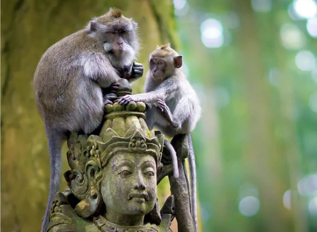 Лес обезьян , Бали.jpeg Лес обезьян , Бали.jpeg