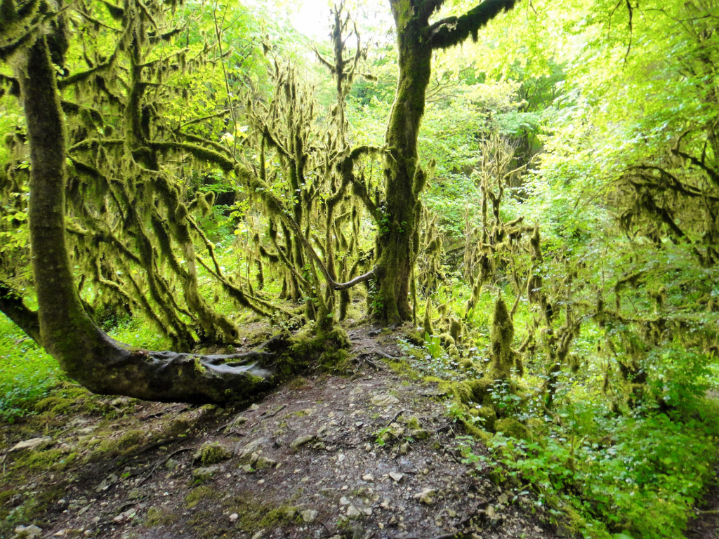 Абхазия, Колходский лес.jpg