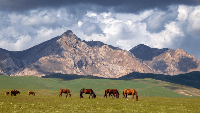 Сон-Куль лошади.png