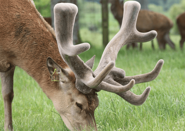 Панты Марала.png