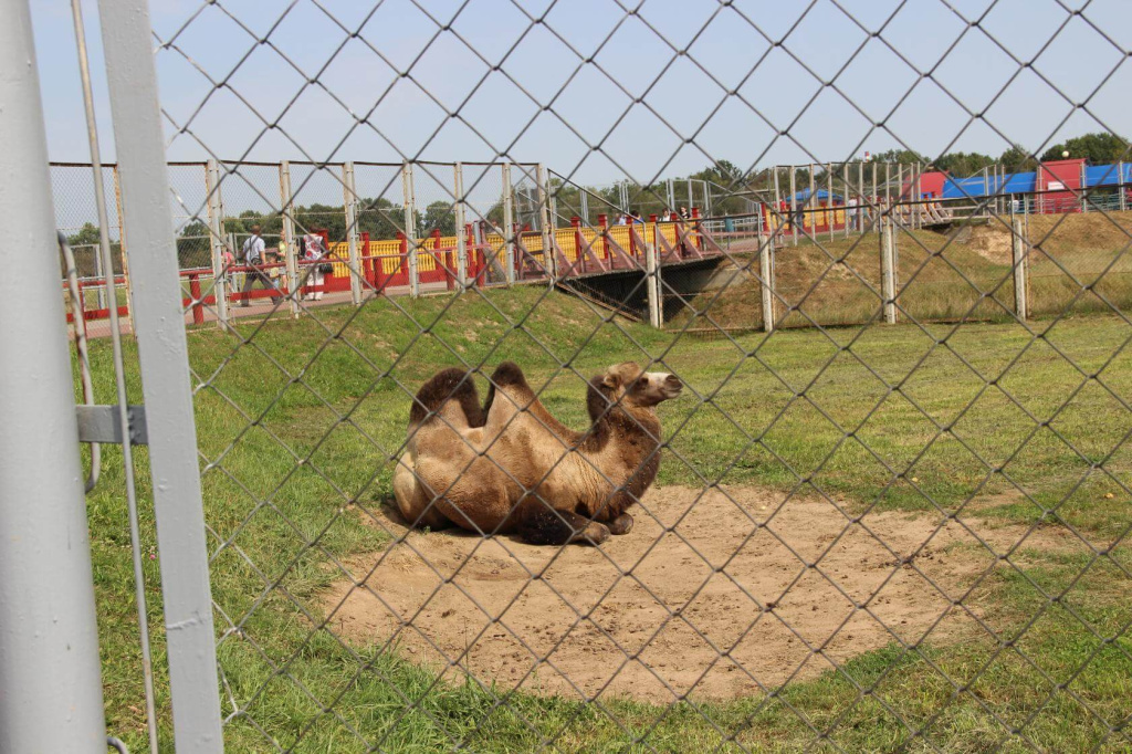 39. зоосад.jpg 39. зоосад.jpg