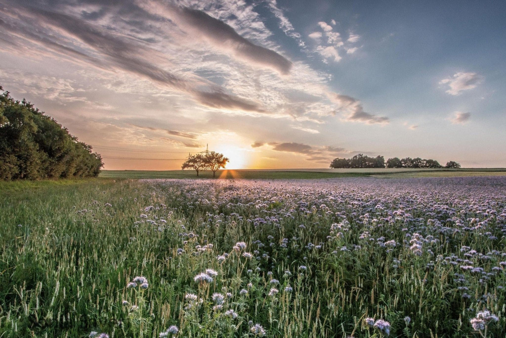 Россия , красивое поле.jpg Россия , красивое поле.jpg