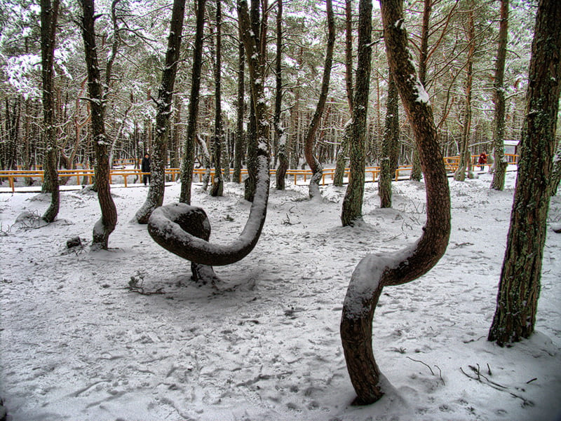 Куршская Коса- танцующий лес, вид сбоку.jpg