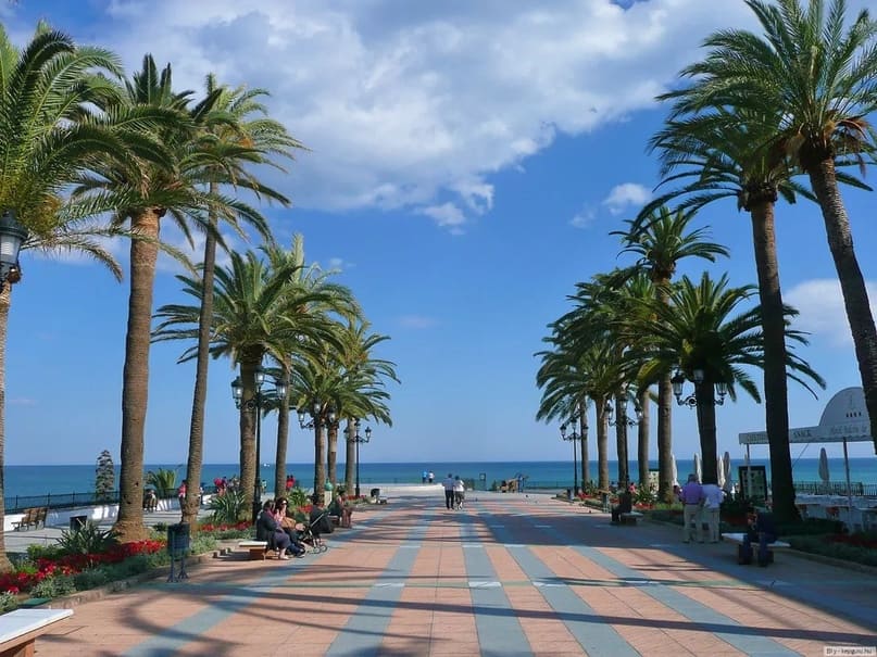Пальмовая аллея , Сочи.jpg