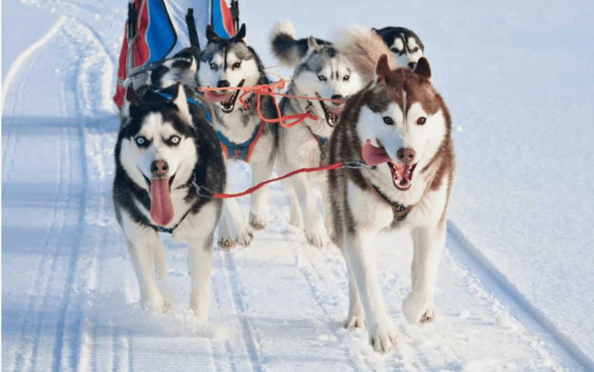 Собаки Хаски в Карелии.png