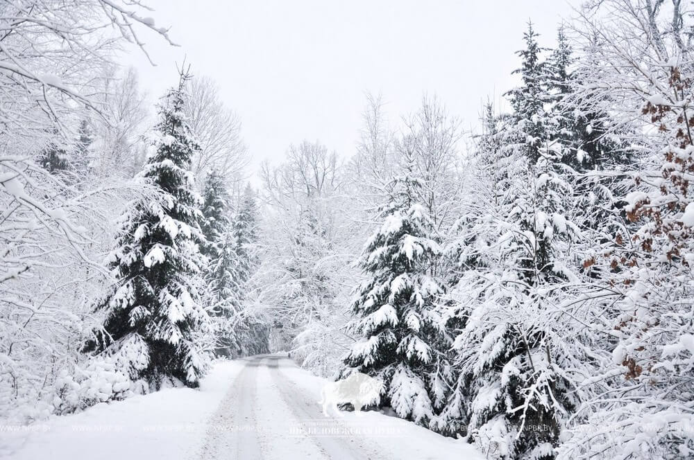 беловежская пуща зима.jpg