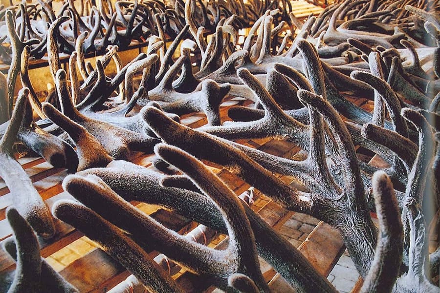 Панты Маралов.jpg