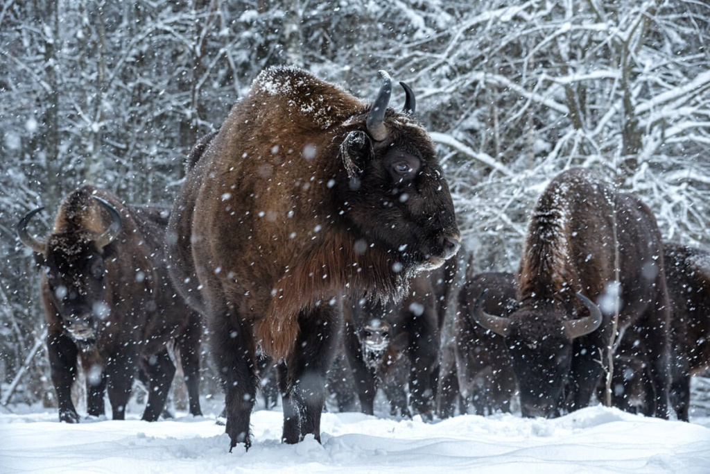 Беловежская пуща зубры.jpg