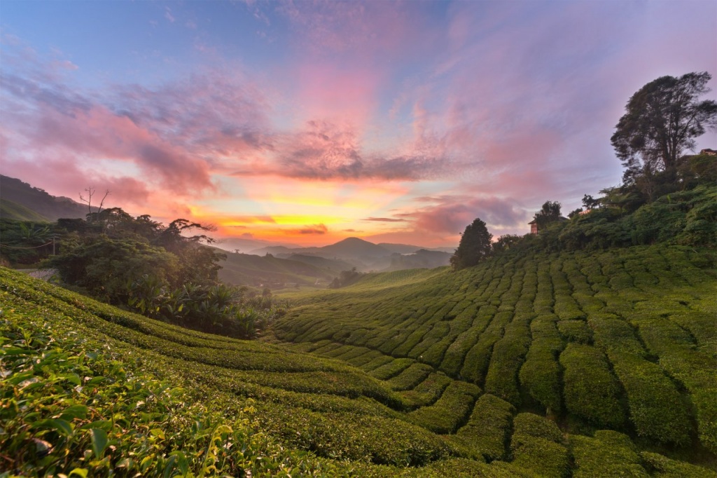 чайная плантация.jpg