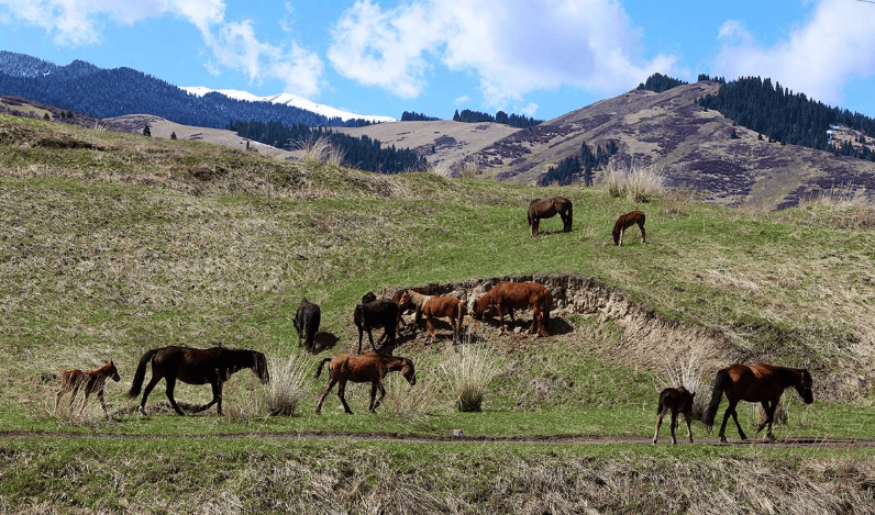 горное село Саты лошади.png