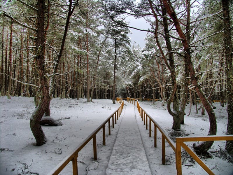 Куршская Коса - танцующий лес зима.jpeg