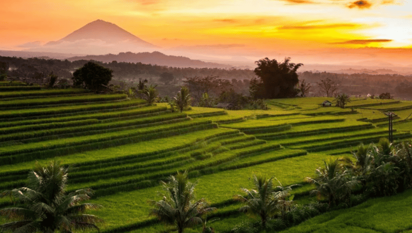 Рисовые террасы.png Рисовые террасы.png