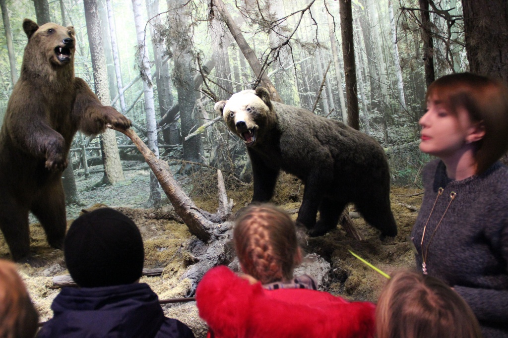 Беловежская пуща, Музей природы, экспозиция медведи