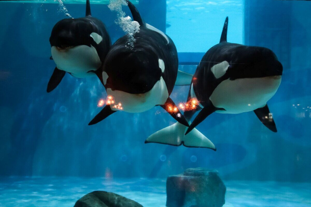 Д3 москвариум 12.jpg