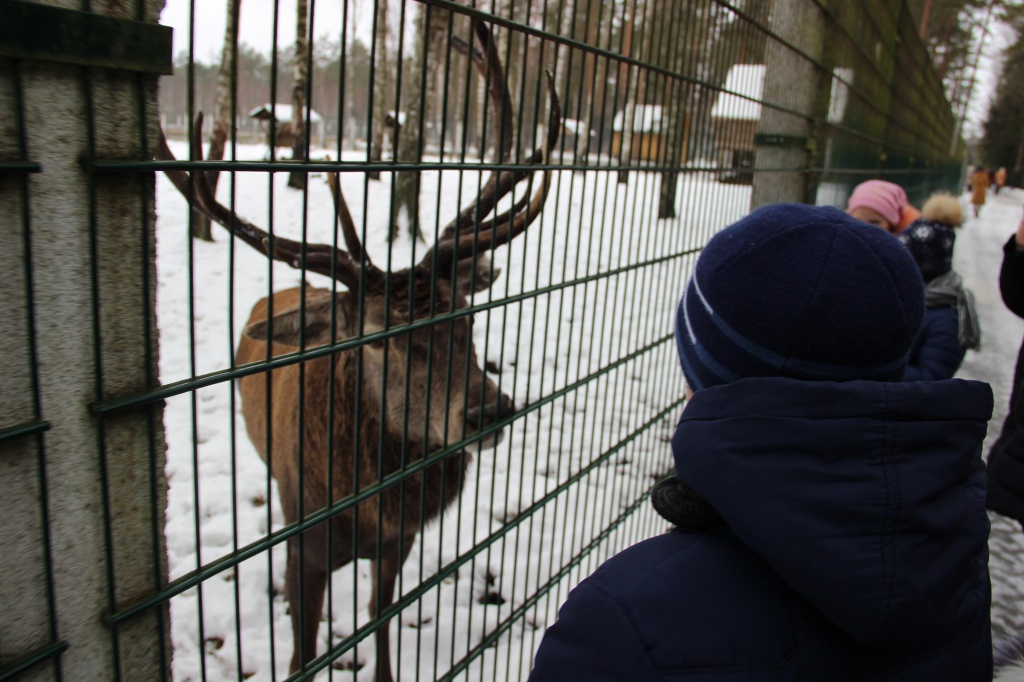 Олени в вольерах с животными в поместье Деда Мороза в Беловежской пущи