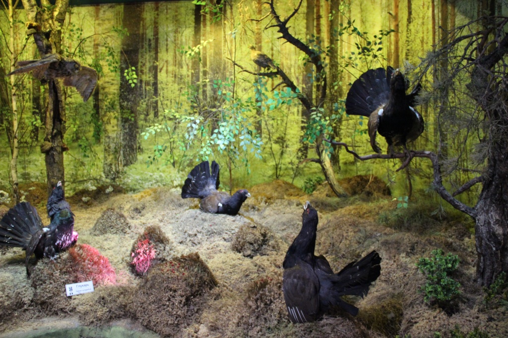 Беловежская пуща, Музей природы, экспозиция