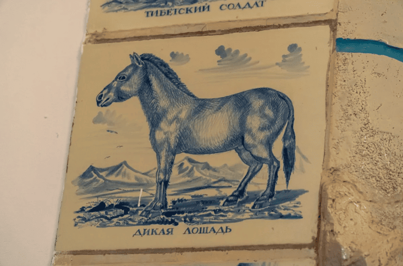 Музея Пржвальского, дикая лошадь Пржвальского.png
