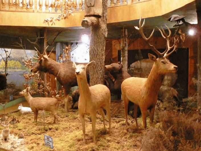 Лясковичи музей природы экспозиция.png