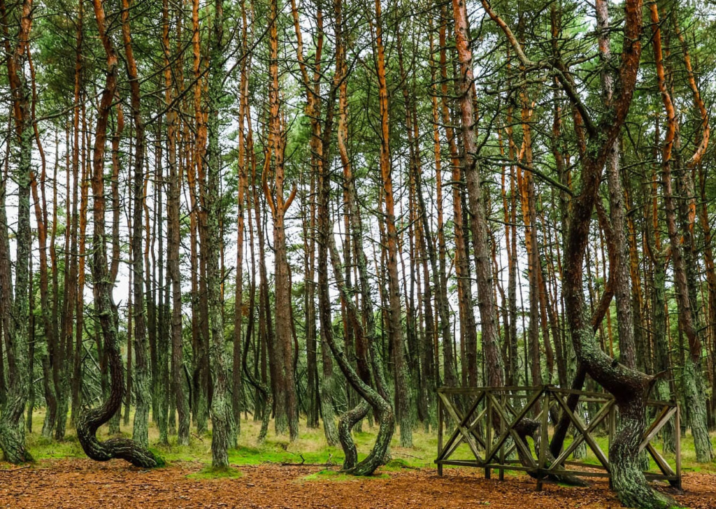 танцующий лес калининград.jpg