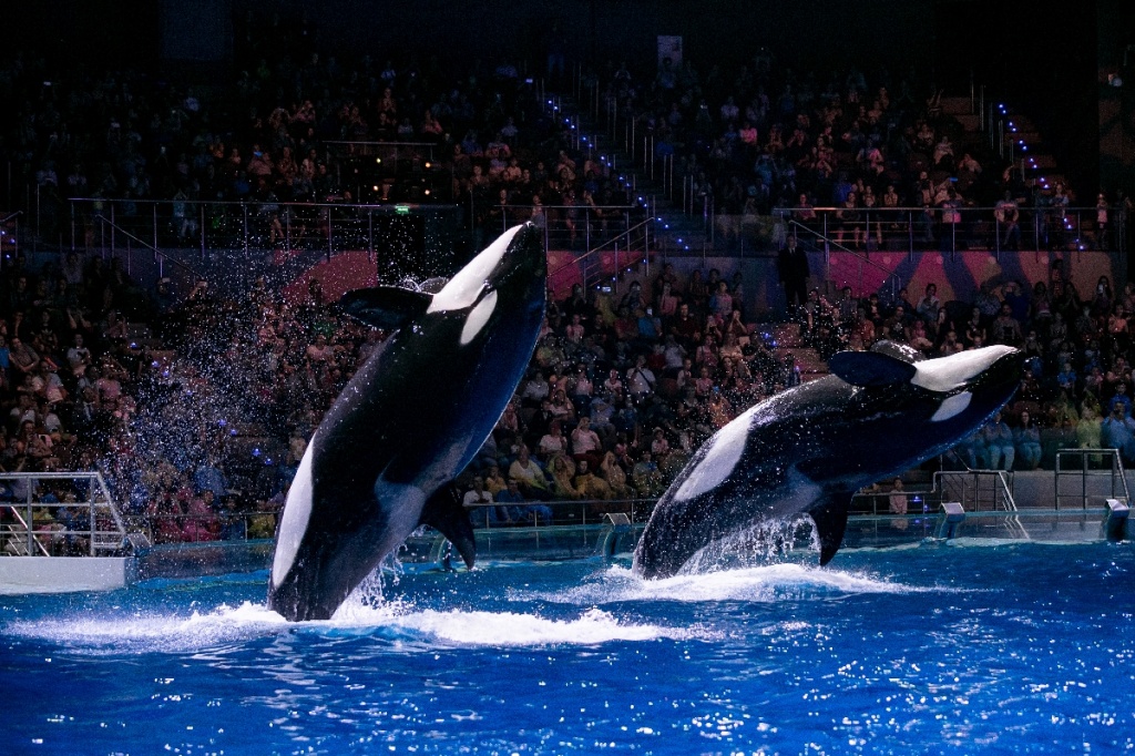 москвариум.jpg москвариум.jpg