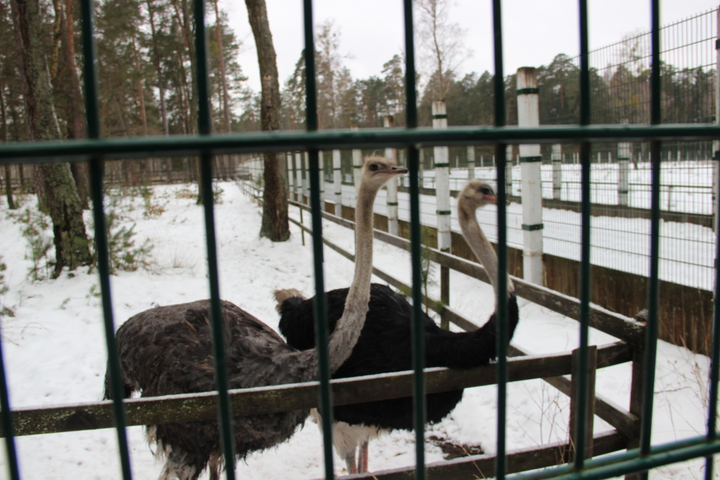 Страусы в поместье Деда Мороза в Беловежской пуще,рядом с участниками путешествия Полярный экспресс от Туристической Компании Аркаим-Тур